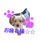 我が家のトリプルヨーキーズ★～ほのぼの編（個別スタンプ：16）
