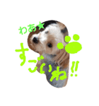 我が家のトリプルヨーキーズ★～ほのぼの編（個別スタンプ：17）