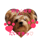 我が家のトリプルヨーキーズ★～ほのぼの編（個別スタンプ：18）