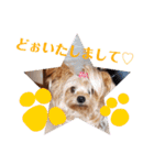 我が家のトリプルヨーキーズ★～ほのぼの編（個別スタンプ：27）
