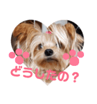 我が家のトリプルヨーキーズ★～ほのぼの編（個別スタンプ：28）