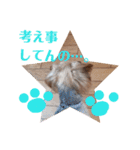 我が家のトリプルヨーキーズ★～ほのぼの編（個別スタンプ：29）