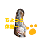 我が家のトリプルヨーキーズ★～ほのぼの編（個別スタンプ：34）