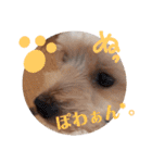 我が家のトリプルヨーキーズ★～ほのぼの編（個別スタンプ：37）