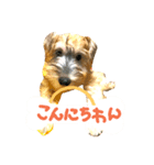 chibisyunaponchan goaisatu（個別スタンプ：2）