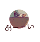 ネコwowの日常（個別スタンプ：1）
