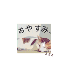 ネコwowの日常（個別スタンプ：13）