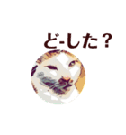 ネコwowの日常（個別スタンプ：27）