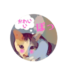 ネコwowの日常（個別スタンプ：33）