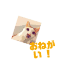 ネコwowの日常（個別スタンプ：34）