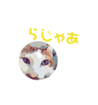 ネコwowの日常（個別スタンプ：37）