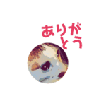 ネコwowの日常（個別スタンプ：38）