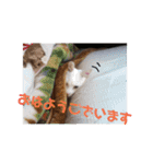 ダックスその他の愉快な仲間たちの日常7（個別スタンプ：2）