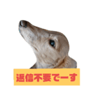 ダックスその他の愉快な仲間たちの日常7（個別スタンプ：6）
