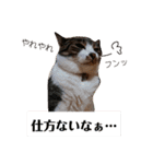 ダックスその他の愉快な仲間たちの日常7（個別スタンプ：7）