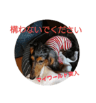ダックスその他の愉快な仲間たちの日常7（個別スタンプ：8）