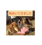 ダックスその他の愉快な仲間たちの日常7（個別スタンプ：9）