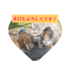 ダックスその他の愉快な仲間たちの日常7（個別スタンプ：10）