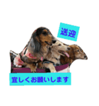 ダックスその他の愉快な仲間たちの日常7（個別スタンプ：15）