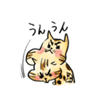 ベンガルのぬこまるさん。ラブ編（個別スタンプ：20）