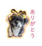 ルルとアリスとあんず（個別スタンプ：11）