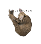お返事ねこ[キナコ]（個別スタンプ：2）