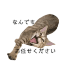 お返事ねこ[キナコ]（個別スタンプ：5）