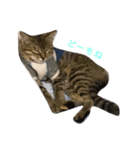 お返事ねこ[キナコ]（個別スタンプ：6）