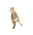 お返事ねこ[キナコ]（個別スタンプ：7）