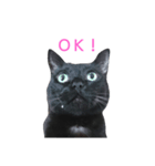 くろねこづくし。（個別スタンプ：5）