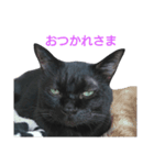 くろねこづくし。（個別スタンプ：6）