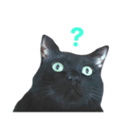 くろねこづくし。（個別スタンプ：11）