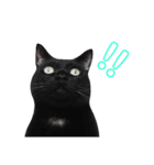 くろねこづくし。（個別スタンプ：12）