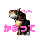 犬と書いてけん。②（個別スタンプ：1）