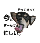 犬と書いてけん。②（個別スタンプ：3）