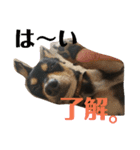 犬と書いてけん。②（個別スタンプ：4）