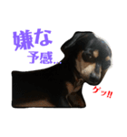 犬と書いてけん。②（個別スタンプ：5）
