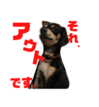 犬と書いてけん。②（個別スタンプ：6）