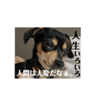 犬と書いてけん。②（個別スタンプ：8）
