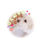 コロの日常スタンプ2（個別スタンプ：3）