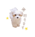 コロの日常スタンプ2（個別スタンプ：15）