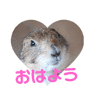 僕、テソロ。～もふもふ族 -2～（個別スタンプ：1）