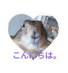 僕、テソロ。～もふもふ族 -2～（個別スタンプ：2）