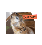 僕、テソロ。～もふもふ族 -2～（個別スタンプ：3）