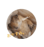 僕、テソロ。～もふもふ族 -2～（個別スタンプ：4）