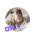 僕、テソロ。～もふもふ族 -2～（個別スタンプ：6）