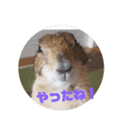 僕、テソロ。～もふもふ族 -2～（個別スタンプ：9）