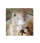 僕、テソロ。～もふもふ族 -2～（個別スタンプ：10）