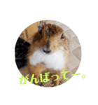 僕、テソロ。～もふもふ族 -2～（個別スタンプ：11）