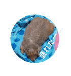 僕、テソロ。～もふもふ族 -2～（個別スタンプ：12）